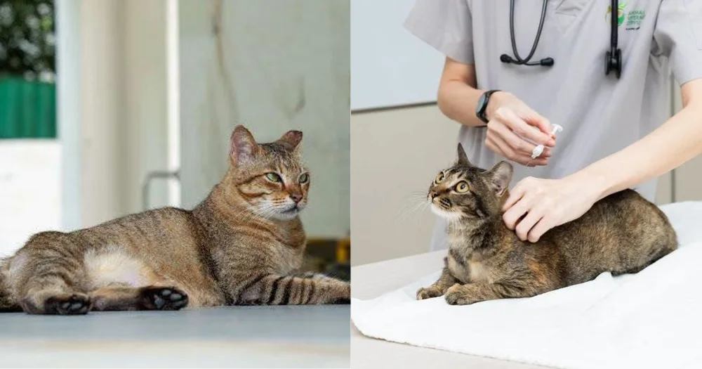 Denda RM15,000 jika bela kucing tanpa lesen